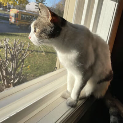 photo of cat