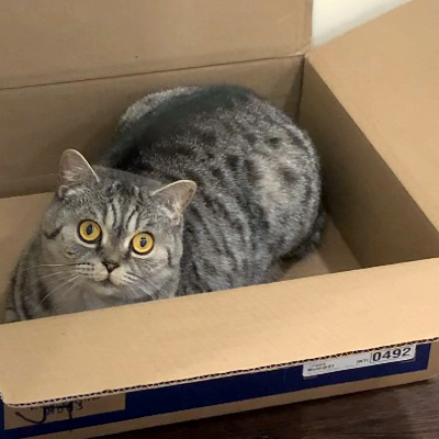 photo of cat