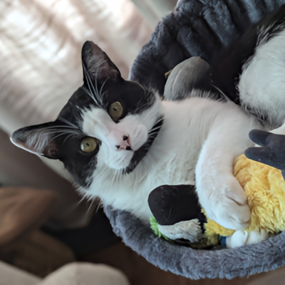 photo of cat