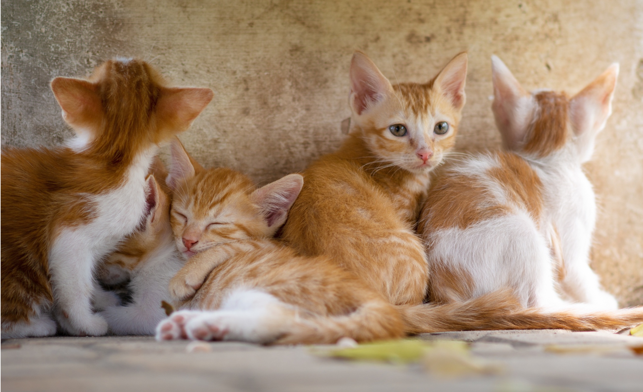 kittens