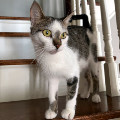 photo of cat