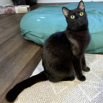 photo of cat