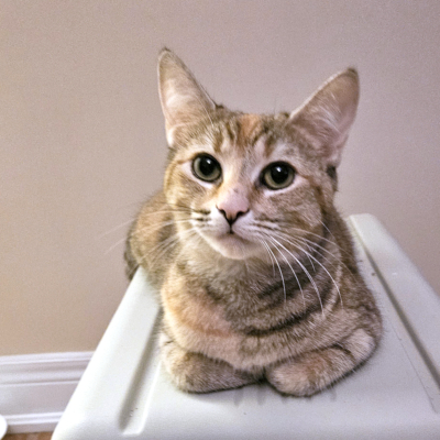 photo of cat