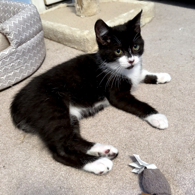 photo of cat