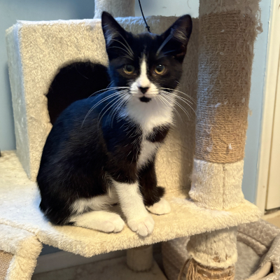 photo of cat