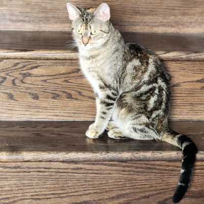 photo of cat