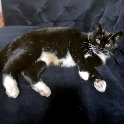 photo of cat