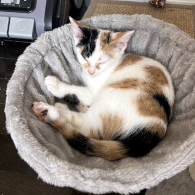 photo of cat