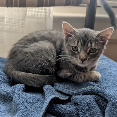 photo of cat