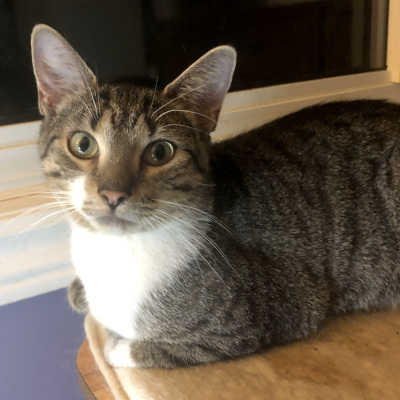 photo of cat