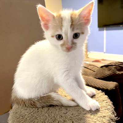 photo of cat