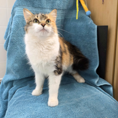 photo of cat