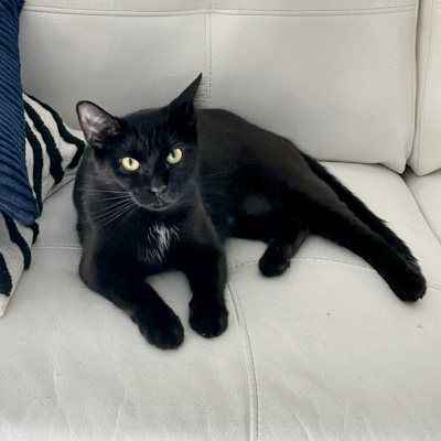 photo of cat