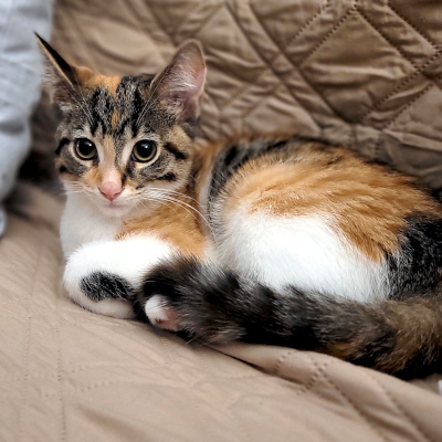 photo of cat