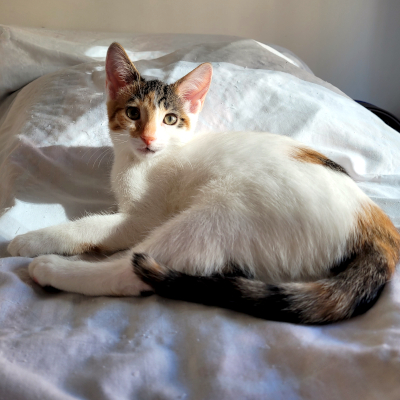 photo of cat