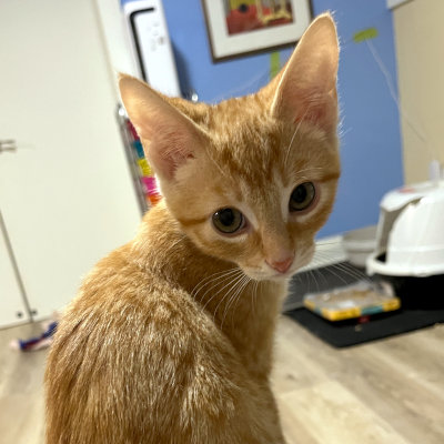 photo of cat