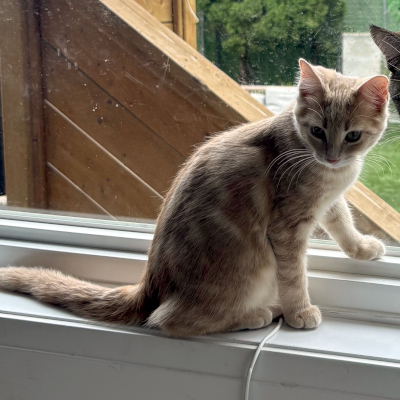 photo of cat