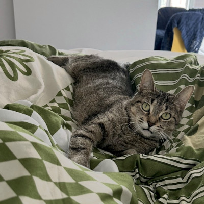 photo of cat