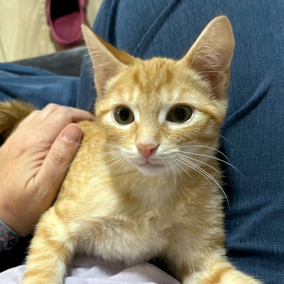 photo of cat