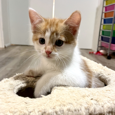 photo of cat