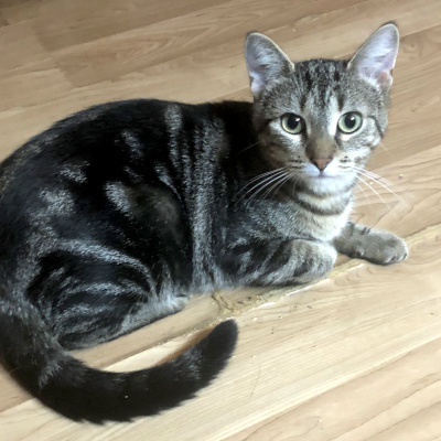 photo of cat