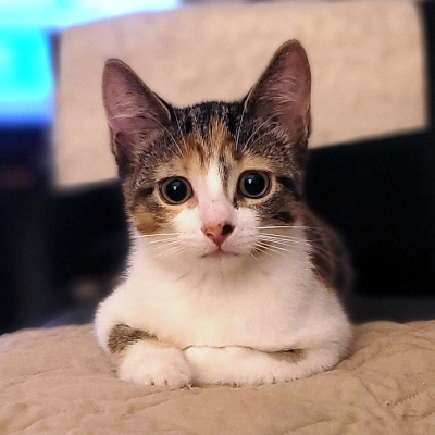 photo of cat