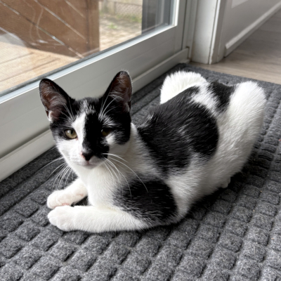 photo of cat