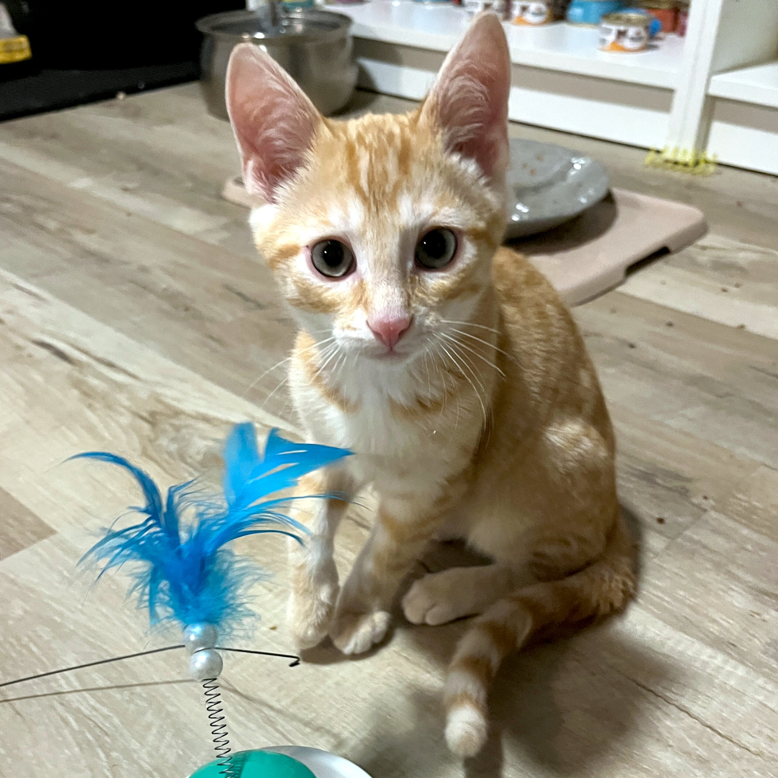 photo of cat