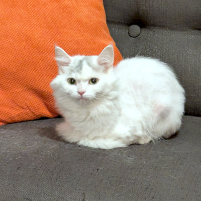 photo of cat