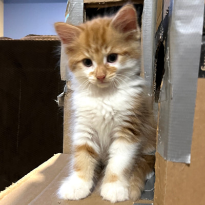 photo of cat