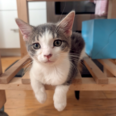 photo of cat