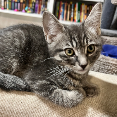 Theodore_feb_05_2026