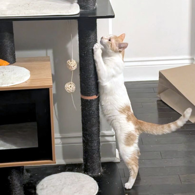 photo of cat