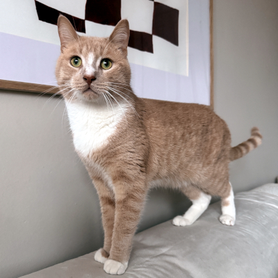 photo of cat
