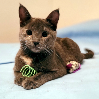 photo of cat