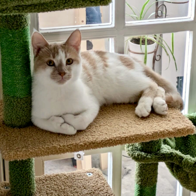 photo of cat