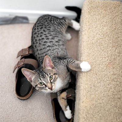 photo of cat