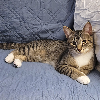 photo of cat