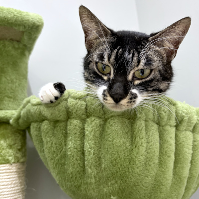 photo of cat