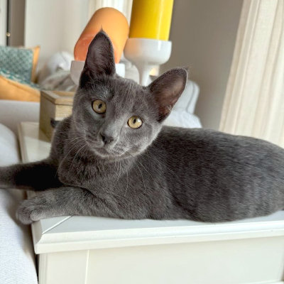 photo of cat