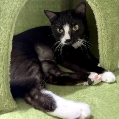 photo of cat