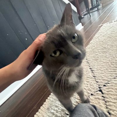 photo of cat