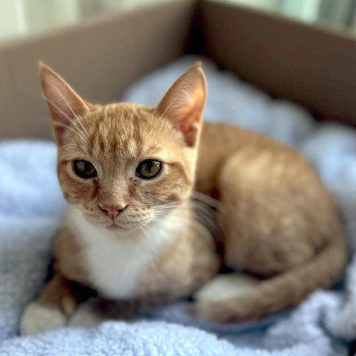 photo of cat