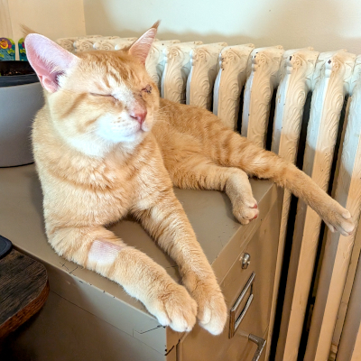 photo of cat