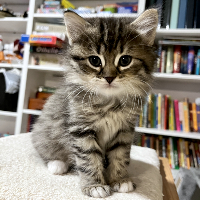photo of cat
