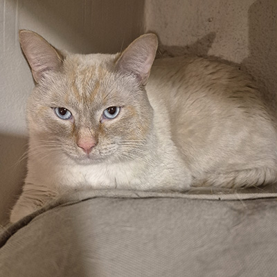 photo of cat