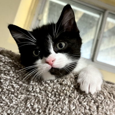 photo of cat