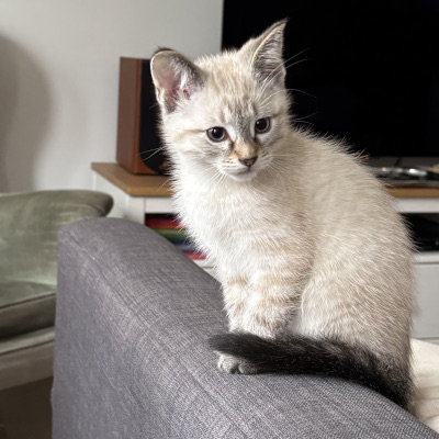 photo of cat