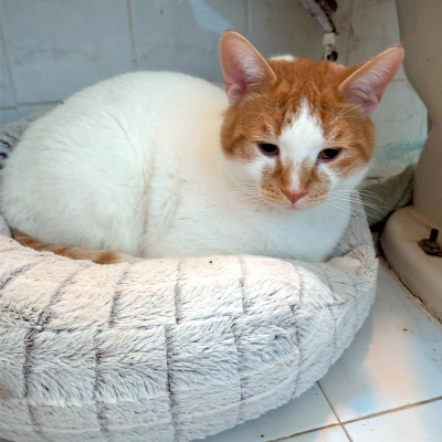photo of cat