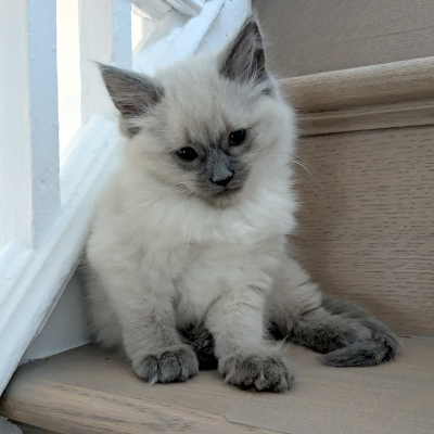 photo of cat